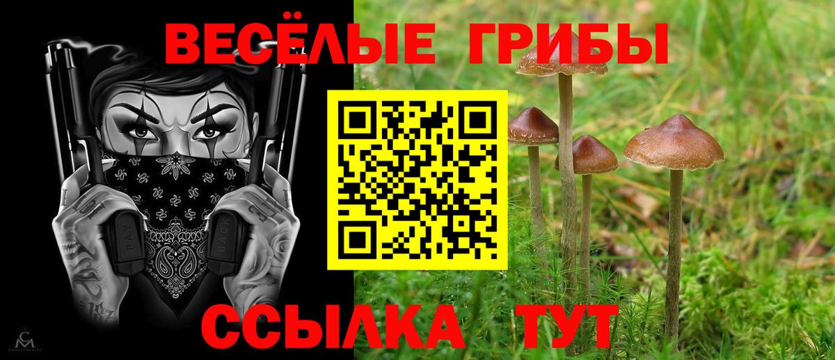 Псилоцибиновые грибы Cubensis Омск